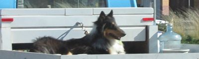 dog ride