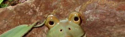 garden frog