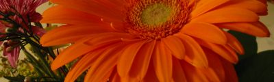 upclose orange baby!