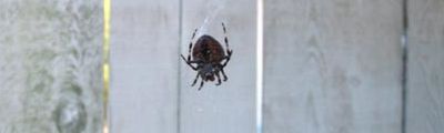 fat spider