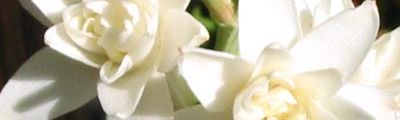 tuber rose
