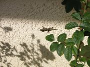 Img_0927.jpg