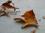 Img_0947.jpg