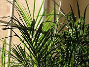 Img_1388.jpg