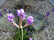 Img_2070.jpg