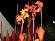Img_2593.jpg